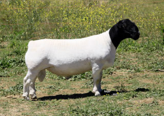 ram1
